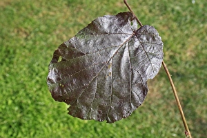 Varieties Prints: Filbert (Corylus maxima) Purpurea, close-up of leaf, in garden, Suffolk, England, August