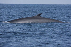 Rorqual Prints: Fin Whale (Balaenoptera physalus) adult, surfacing, Irish Sea, august