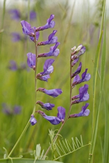 Plateau Prints: Fine-leaved Vetch (Vicia tenuifolia) flowering