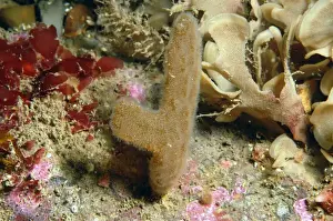 Colonial Prints: Finger Bryozoan (Alcyonidium diaphanum) Sea-chervil colony