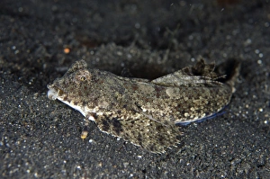 Muck Prints: Fingered Dragonet (Dactylopus dactylopus) adult