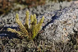 Summits Prints: Fir Clubmoss (Huperzia selago) growing near summit of mountain