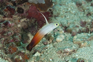 Fire Dartfish (Nemateleotris magnifica) adult, swimming with extended fin, Lembeh Straits, Sulawesi, Sunda Islands