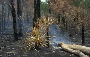 Burning Prints: Fire Low intensity forest fire has burnt undergrowth but not killed Eucalyptus