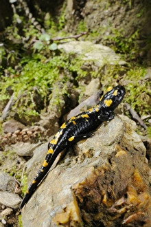 Salamanders Prints: Fire Salamander (Salamandra salamandra) adult, on rock in habitat, Italy, august