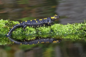 Fire Salamander (Salamandra salamandra) adult, standing on moss beside pond with reflection, Italy, march