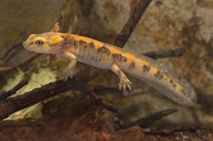 Salamanders Prints: Fire Salamander (Salamandra salamandra) larva, near metamorphosis, swimming, Italy
