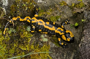 Southeastern Europe Prints: Fire Salamander (Salamandra salamandra) old adult