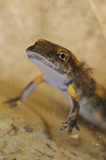 Salamanders Prints: Fire Salamander (Salamandra salamandra) young, close-up of head, underwater, Italy, june