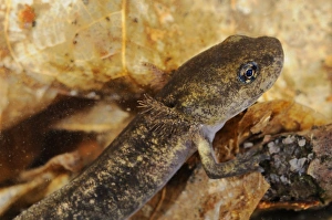 Fire Salamander (Salamandra salamandra) young, close-up of head, underwater, Italy, june