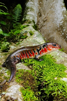 Roots Prints: Fire Skink (Lepidothyris hinkeli) adult