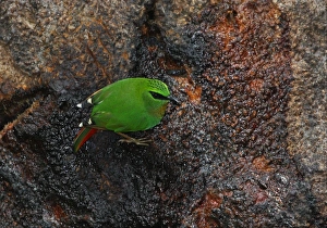 Sylviidae Prints: Fire-tailed Myzornis (Myzornis pyrrhoura) adult