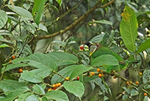 Fruits Prints: Fire-tufted Barbet (Psilopogon pyrolophus) adult, feeding on fruit, Kerinci Seblat N. P