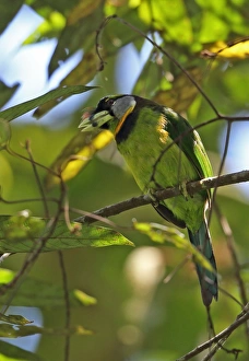 Fire-tufted Barbet (Psilopogon pyrolophus) adult, perched on twig, Kerinci Seblat N. P