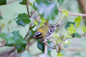 Firecrest Prints: Firecrest (Regulus ignicapillus) adult, perched on twig, Norfolk, England, april