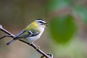 Firecrest Prints: Firecrest (Regulus ignicapillus) adult, singing, perched on twig, Norfolk, England, april