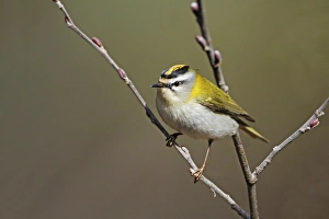Firecrest (Regulus ignicapillus) adult male, perched on twig, Cannobina Valley, Italian Alps, Piedmont, Northern Italy