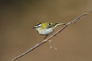 Firecrest (Regulus ignicapillus) adult male, perched on twig, Cannobina Valley, Italian Alps, Piedmont, Northern Italy