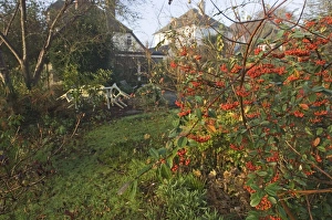 Suburbs Prints: Firethorn (Pyracantha sp. ) in fruit, growing in suburban garden, Kent, England, autumn