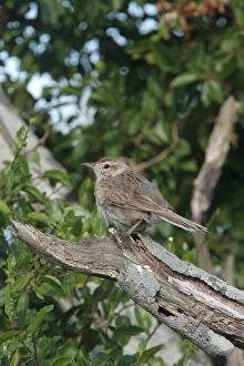 Ovenbird Prints: Firewood-gatherer (Anumbius annumbi) adult