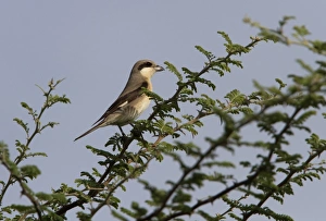 Botswana Prints: first winter Lesser grey Shrike - Lanius minor