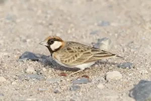 Kenyan Prints: Fischers Sparrow-lark (Eremopterix leucopareia) adult male