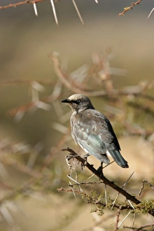 Starling Prints: Fischer's Starling (Spreo fischeri) adult, perched on acacia twig, Kenya