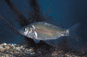 Carp Prints: Fish - Carp Mirror (Cyprinus carpio)
