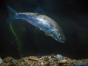 Aanimal Prints: Fish - Chub (Leuciscus cephalus)