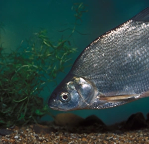 Bream Prints: Fish - Common Bream (Abramis brama)