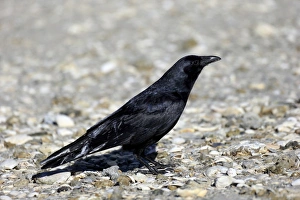 Corvids Prints: Fish Crow (Corvus ossifragus) adult