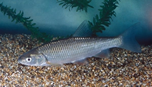 Cyprinidae Prints: Fish - Dace (Leuciseus leuciseus)