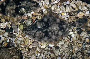 Flatfishes Prints: Fish - Flounder (Platichthys flesus) Flounders on pebbles / well camouflaged