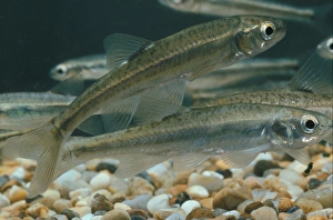 Fish - Minnow (Phoxinus phoxinus)