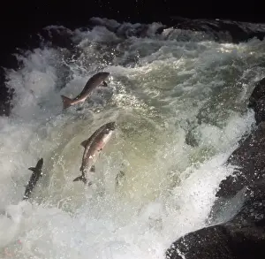 Anadromous Prints: Fish - Salmon Atlantic /three out of water/leaping up fast-flowing river