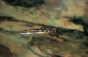 Fish - Stickleback Fifteen-spined(Spinachia spinachia) backing with pectorals