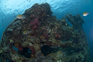 Ship Prints: Fish swimming around coral encrusted shipwreck