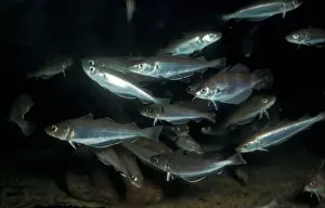 Aanimal Prints: Fish - Whiting (Merlangius merlangus) A shoal with a few pout (Trisopterus luscus)