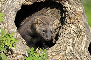 Fisher (Martes pennanti) fourteen-weeks old young, in hollow tree trunk, Montana, U. S. A. june (captive)