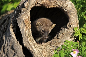 Fisher (Martes pennanti) fourteen-weeks old young, in hollow tree trunk, Montana, U. S. A. june (captive)