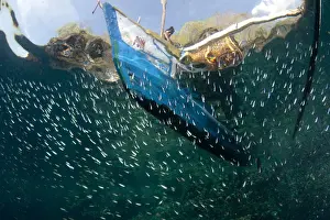 Fisherman with fish basket on fishing boat above and fish shoal below surface of water, Crucifixion Point