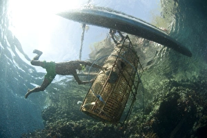 Canoe Prints: Fisherman guiding fish basket onto fishing boat