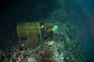 Baskets Prints: Fisherman removing stone weights from fish basket
