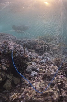 Fisherman swimming over reef with net, Teluk Lebateba, Lembata Island, Solor Archipelago, Lesser Sunda Islands
