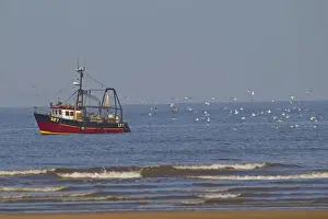 Seabird Prints: Fishing boat with beam trawls, followed by seagull flock at sea