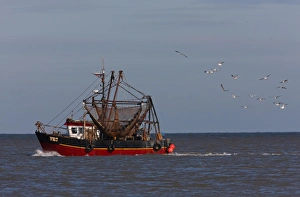 Follow Prints: Fishing boat on calm sea, followed by seagull flock, Norfolk, England, october