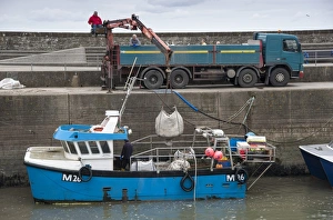 Lorries Prints: Fishing boat in harbour, with whelks being unloaded onto lorry