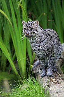 Captive Prints: Fishing Cat (Prionailurus viverrinus) adult, standing on log, July (captive)