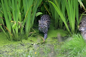 Fishing Cat (Prionailurus viverrinus) adult, walking in shallow water, July (captive)