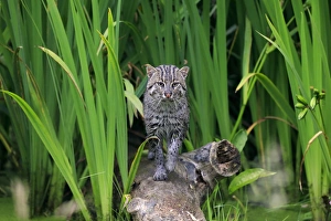 Fishing Cat (Prionailurus viverrinus) adult, walking on log, July (captive)